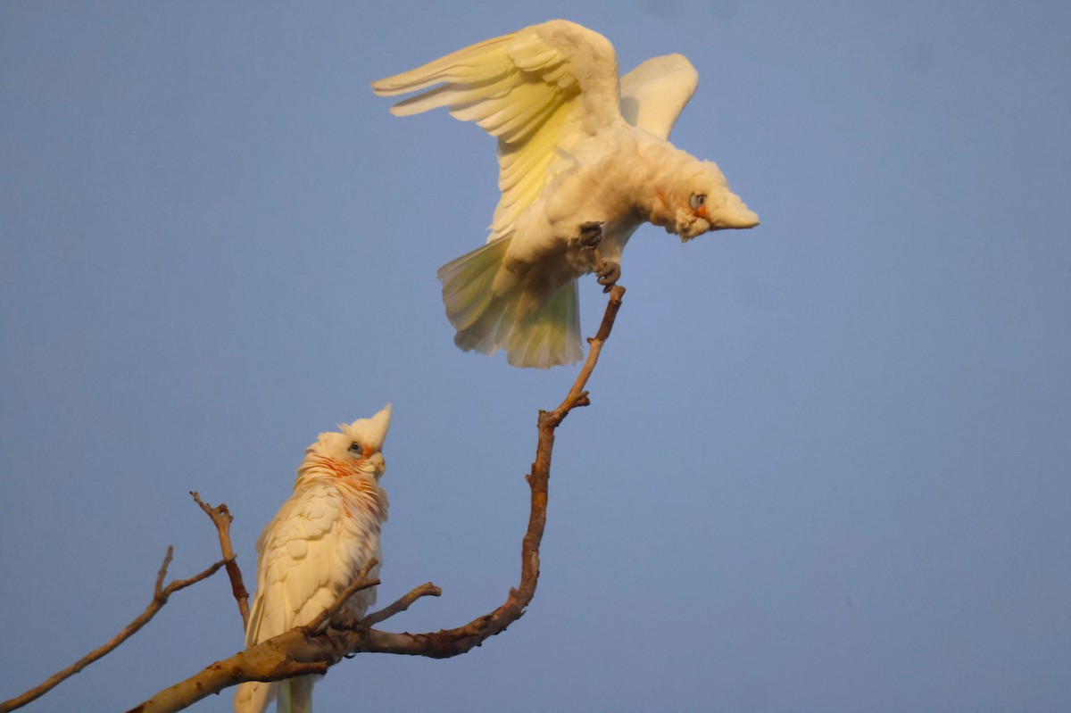 Little Corella - GEOFFREY SHINKFIELD