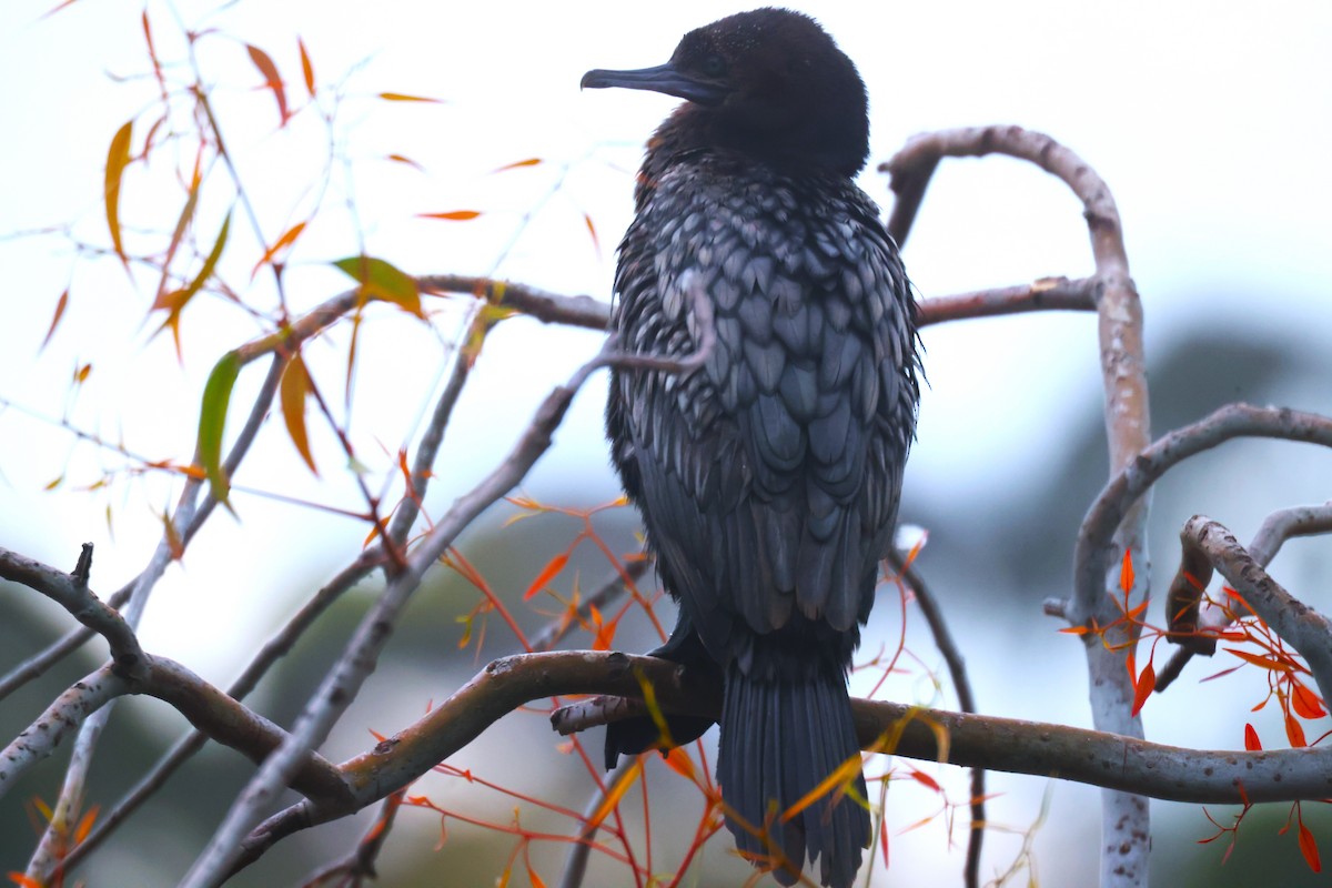 Little Black Cormorant - GEOFFREY SHINKFIELD
