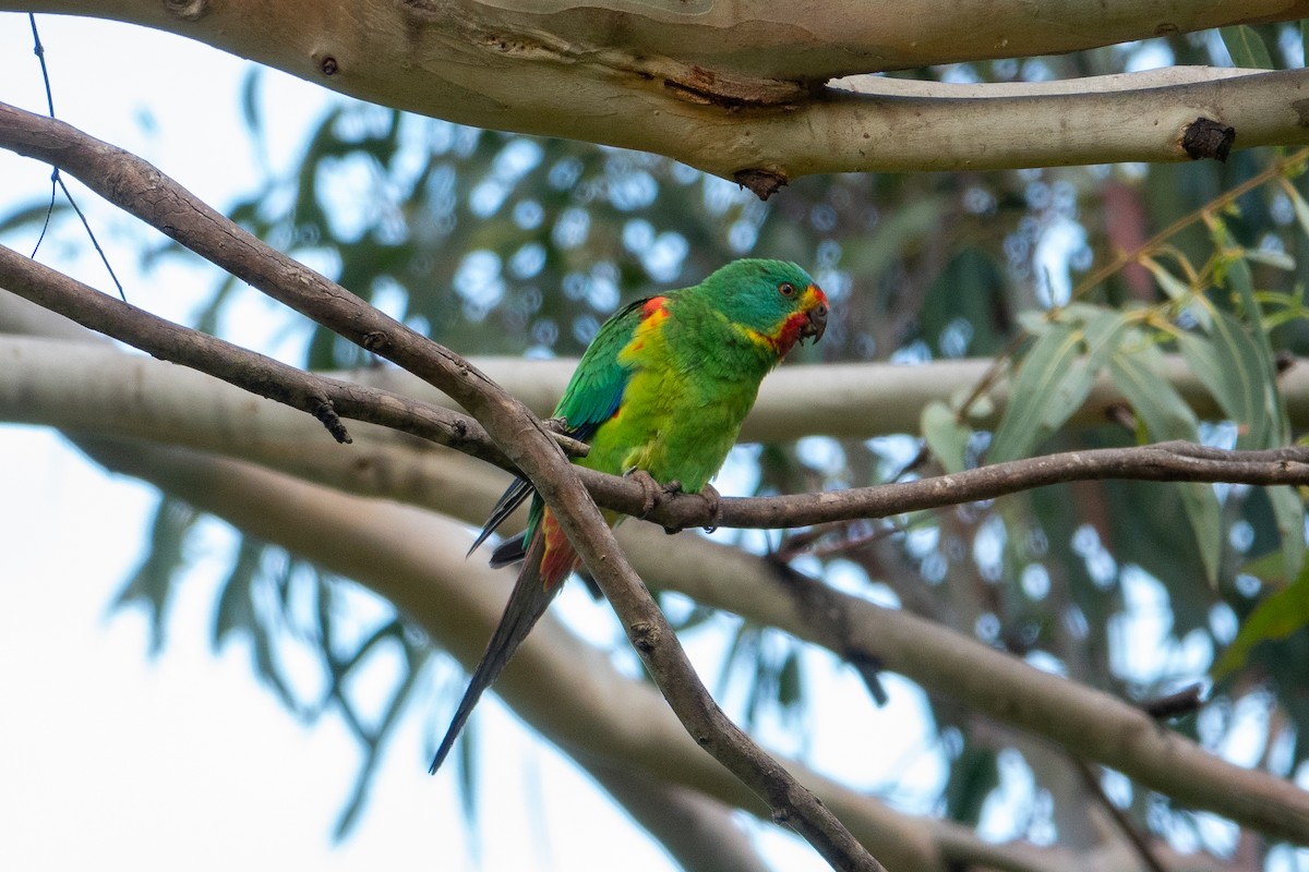 Swift Parrot - ML613442363