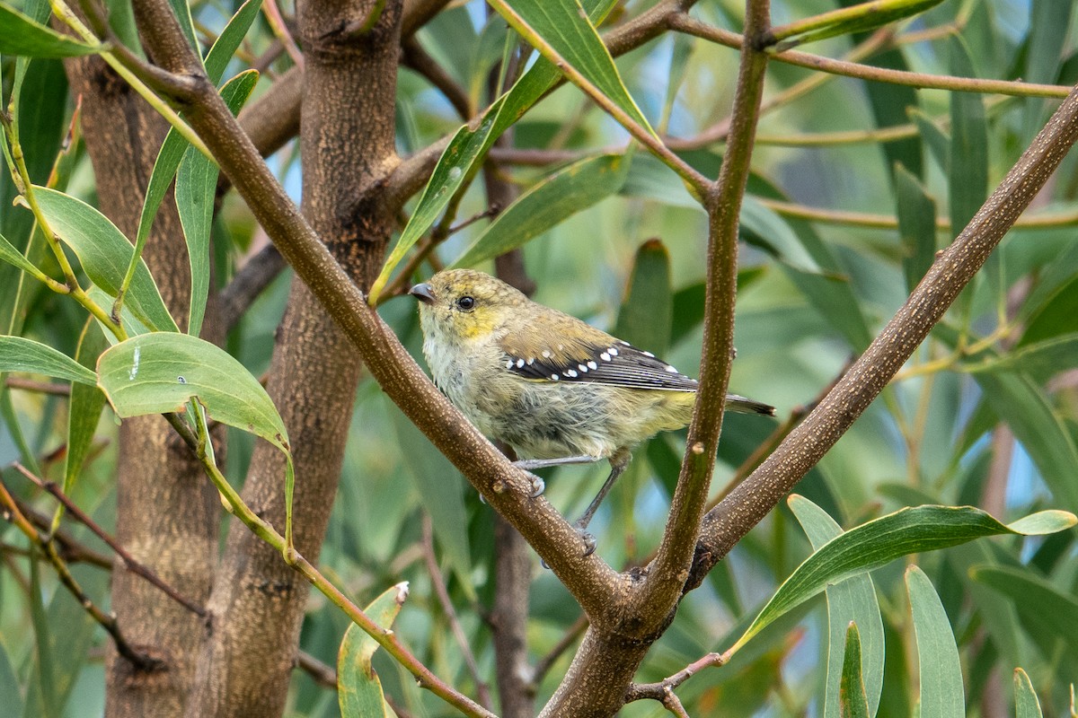 Forty-spotted Pardalote - ML613442372