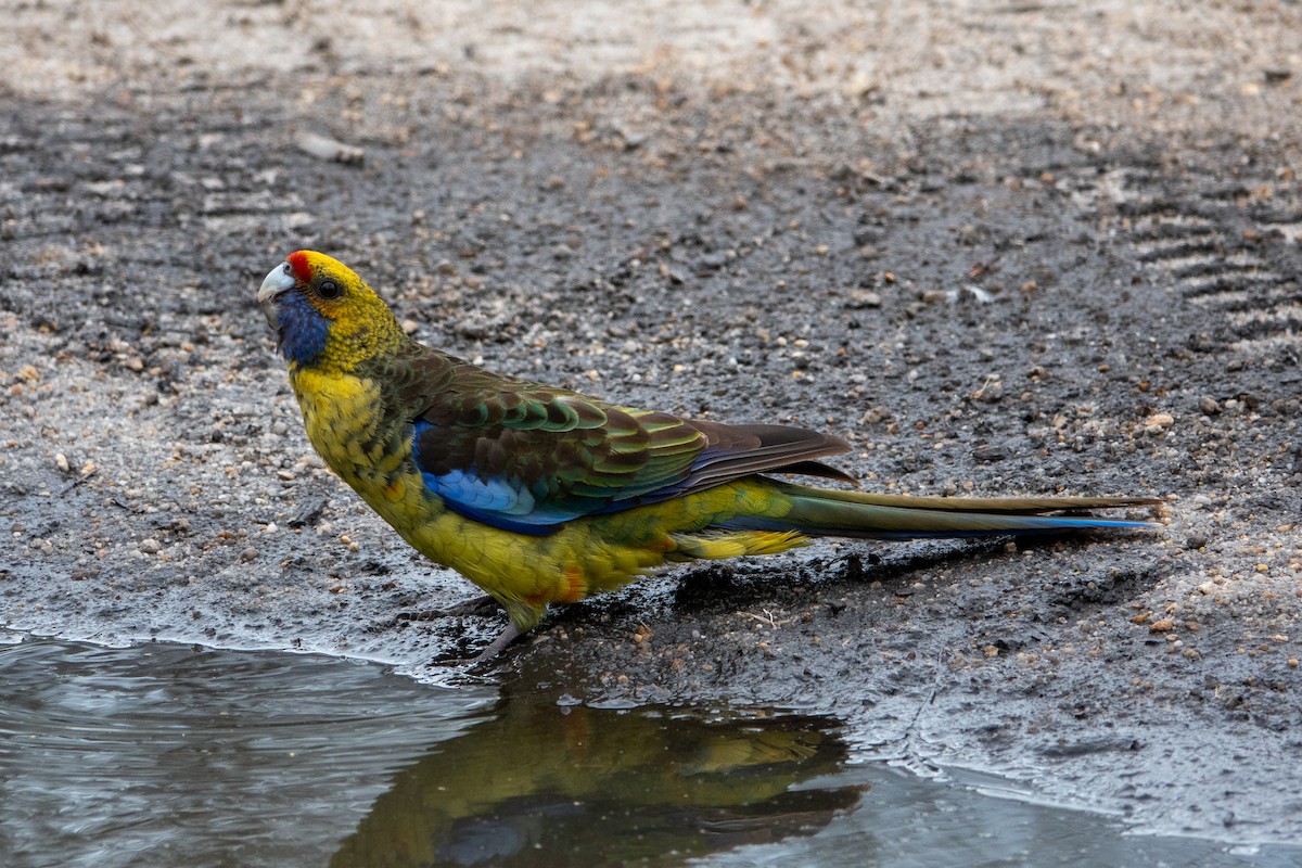 Green Rosella - ML613442410