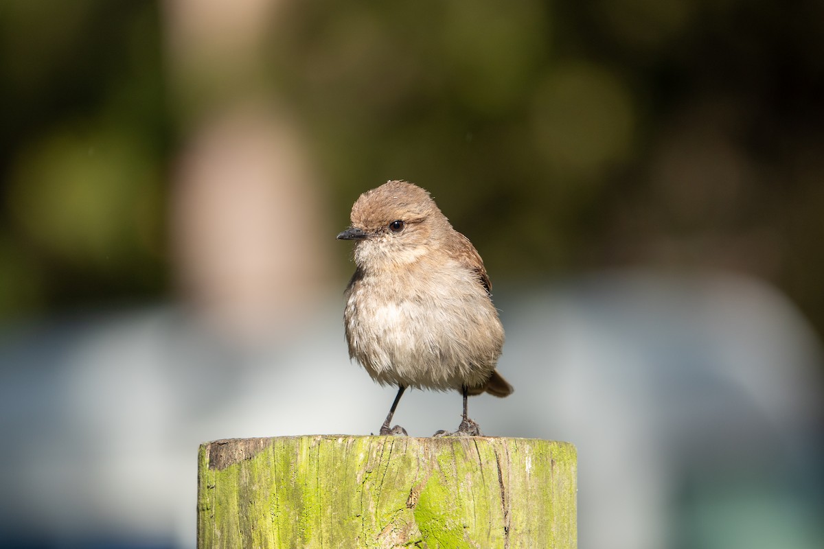 Dusky Robin - ML613442453