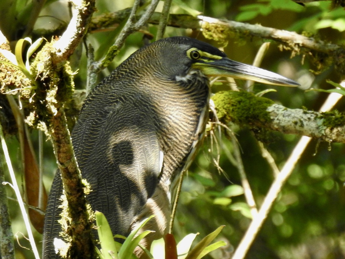 Bare-throated Tiger-Heron - ML613442459