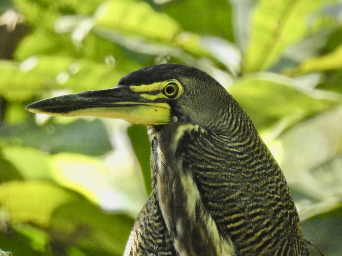 Bare-throated Tiger-Heron - ML613442475