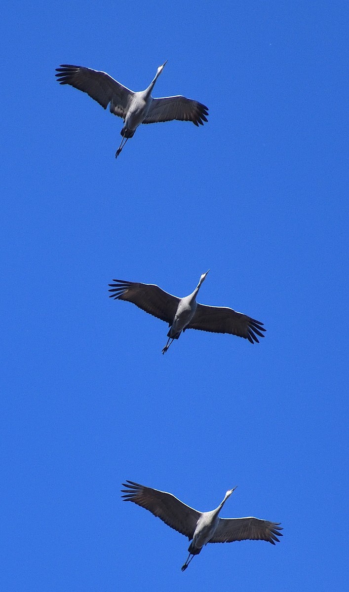 Sandhill Crane - ML613442496