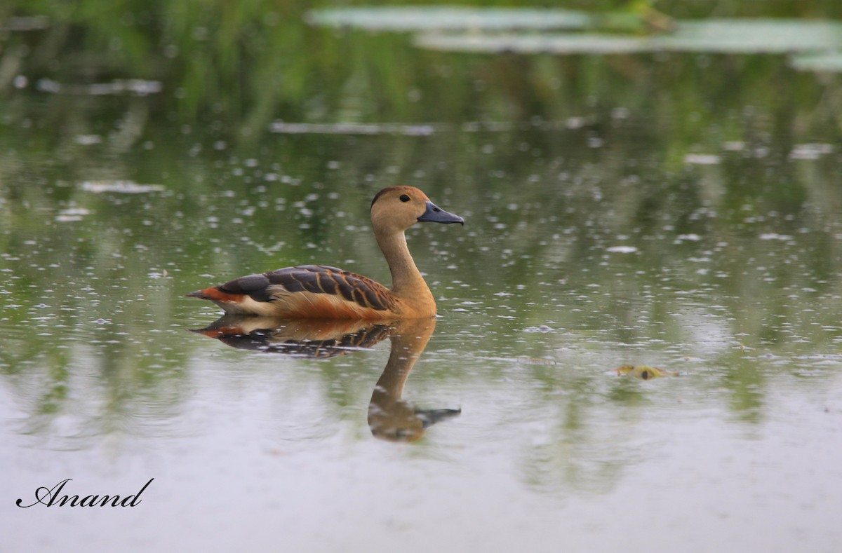 Lesser Whistling-Duck - ML613442512