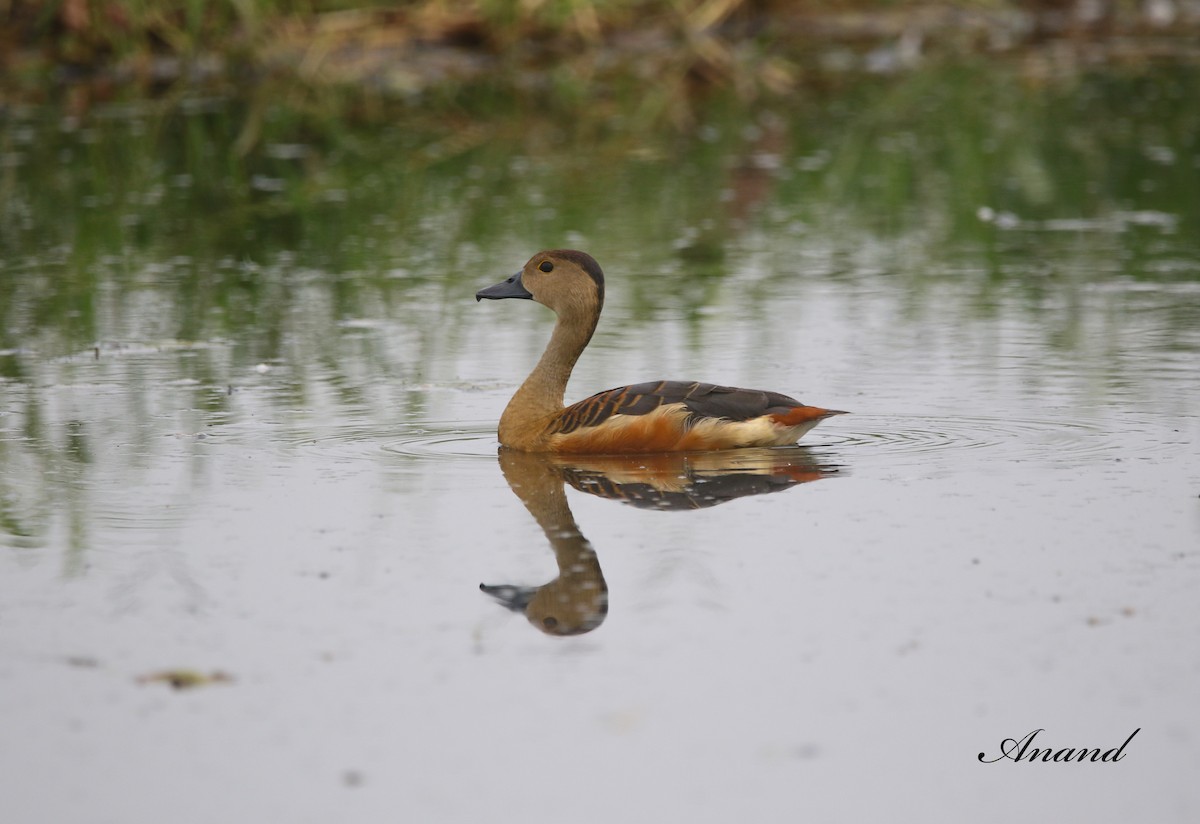 Lesser Whistling-Duck - ML613442570