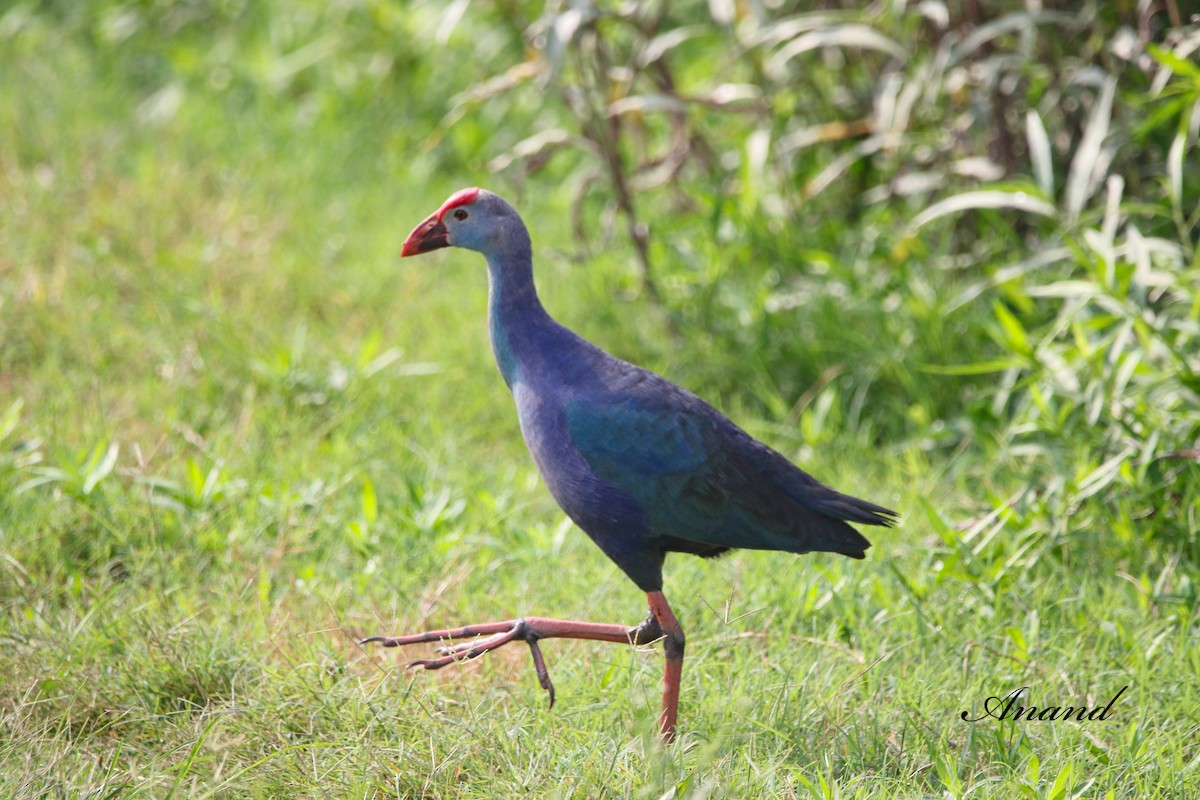 Gray-headed Swamphen - Anand Singh