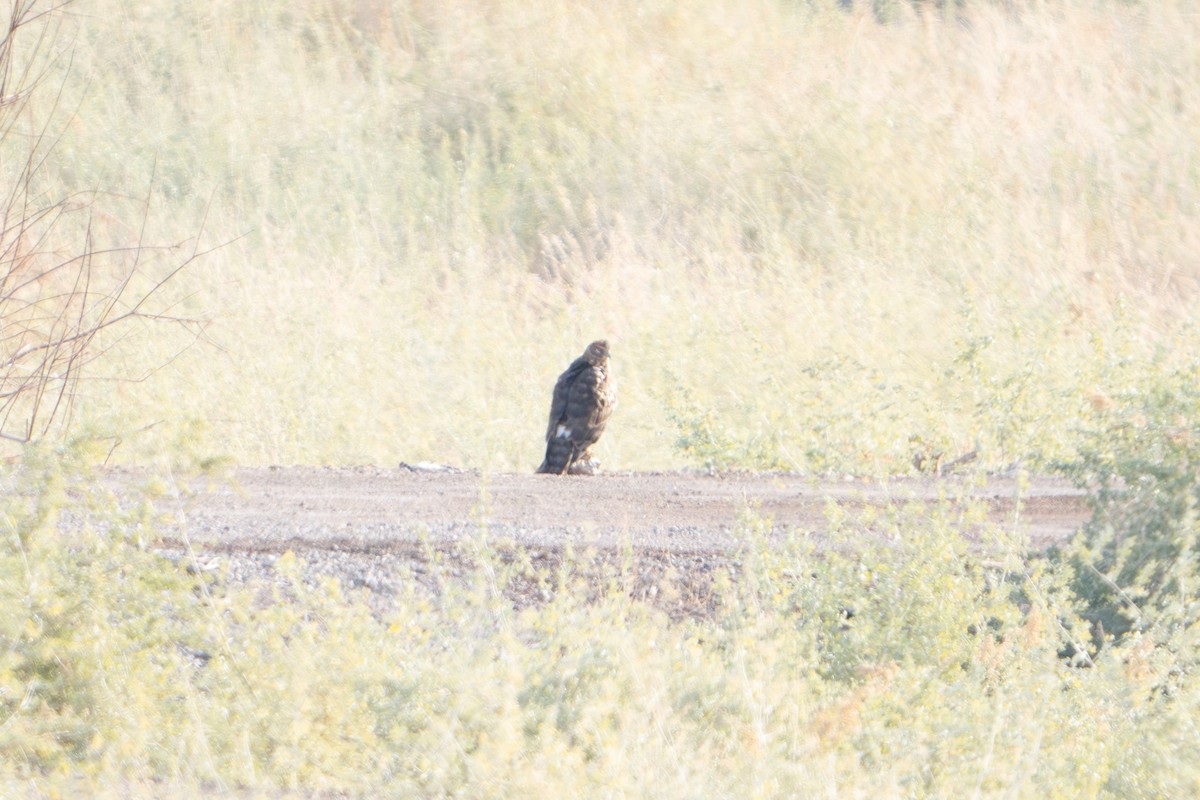 Northern Harrier - ML613442616