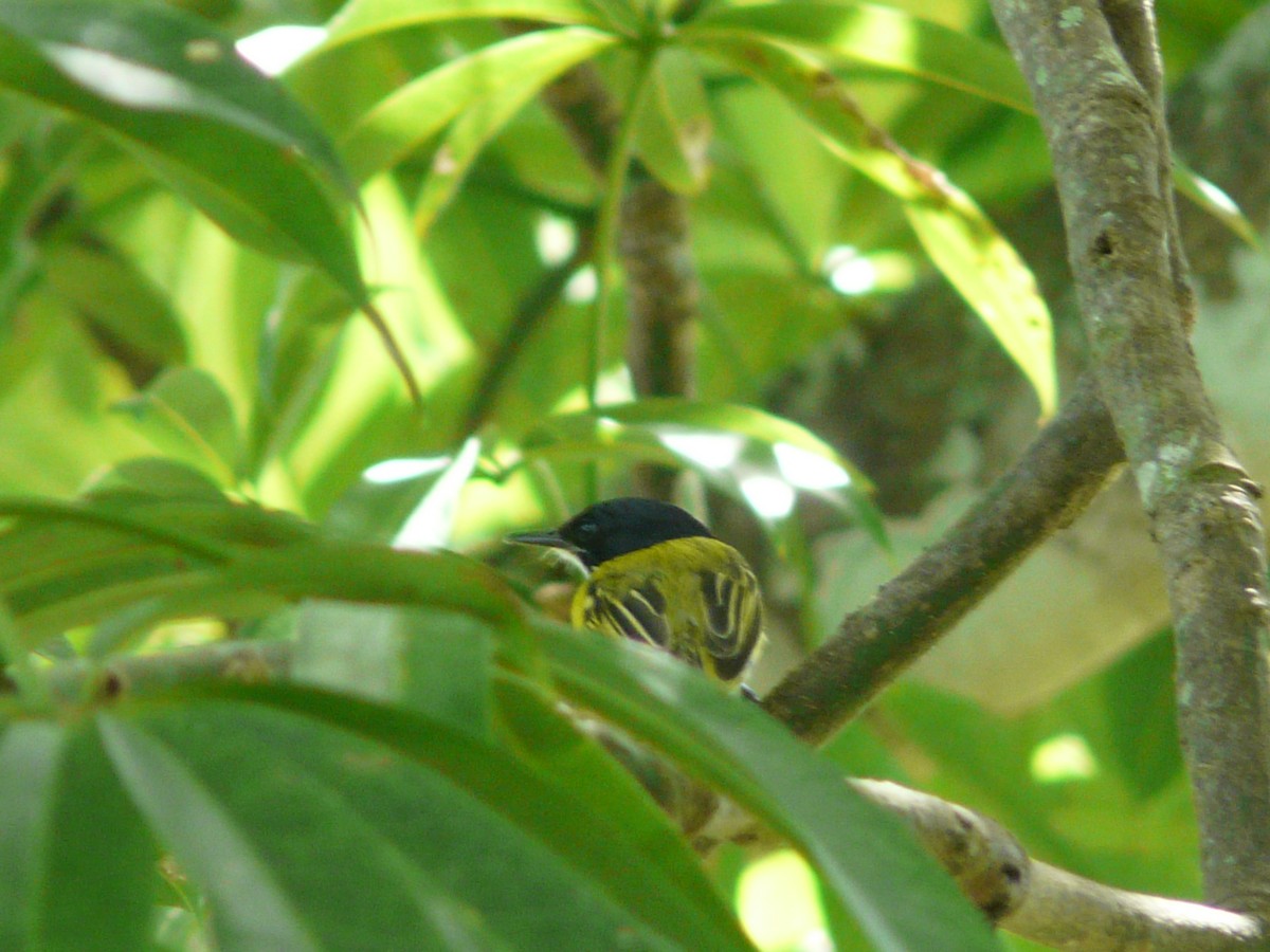 Sperlingsvogel, unbestimmt - ML613442623