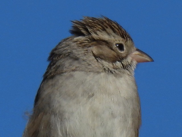 Brewer's Sparrow - ML613442647