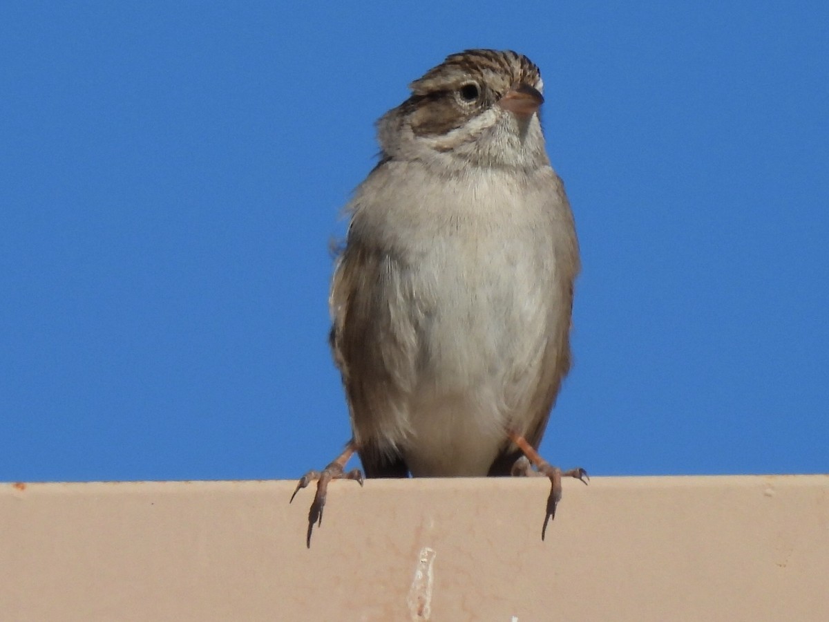 Brewer's Sparrow - ML613442648