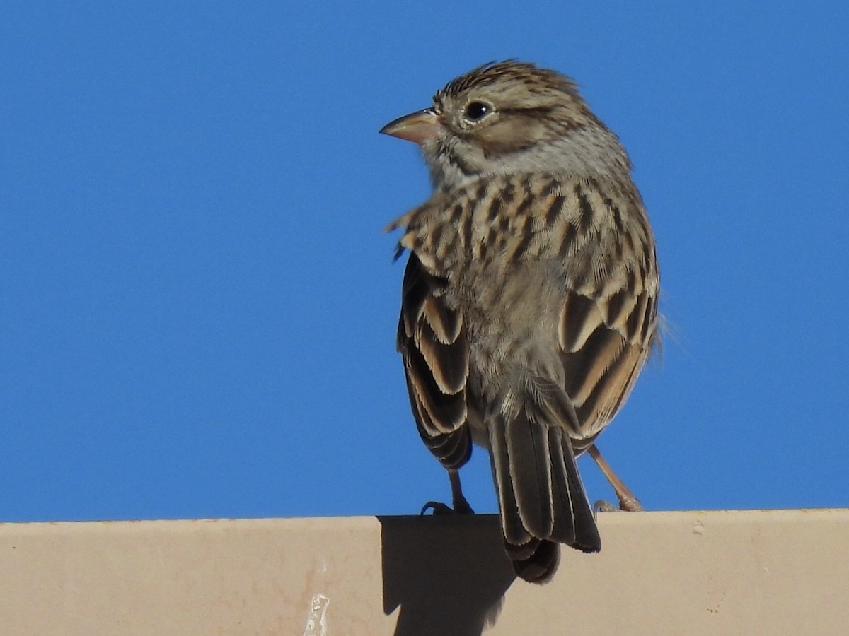 Brewer's Sparrow - ML613442649