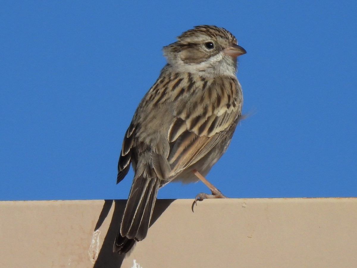 Brewer's Sparrow - ML613442651