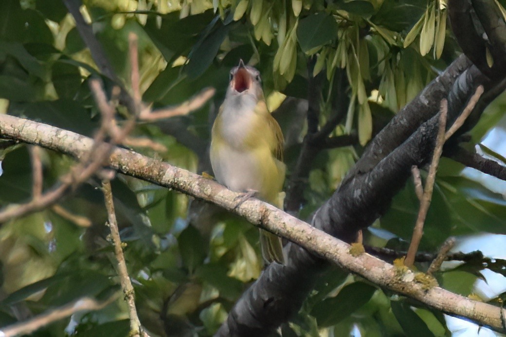 Yellow-green Vireo - ML613442703