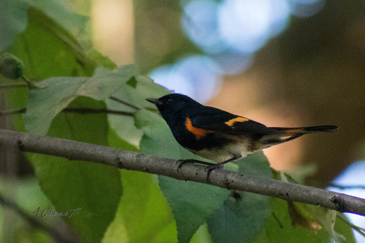 American Redstart - ML613442712