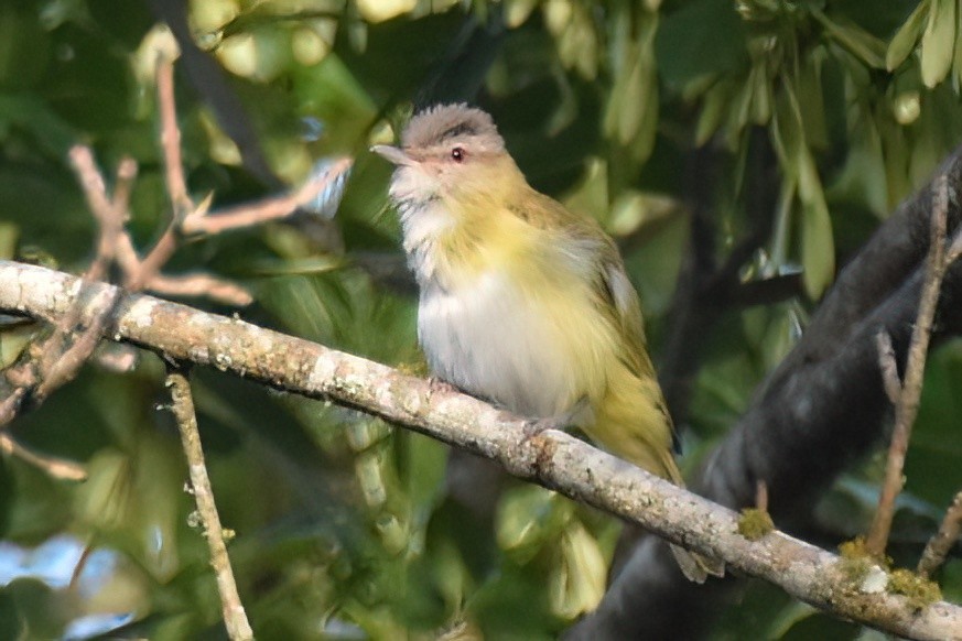 Yellow-green Vireo - ML613442713