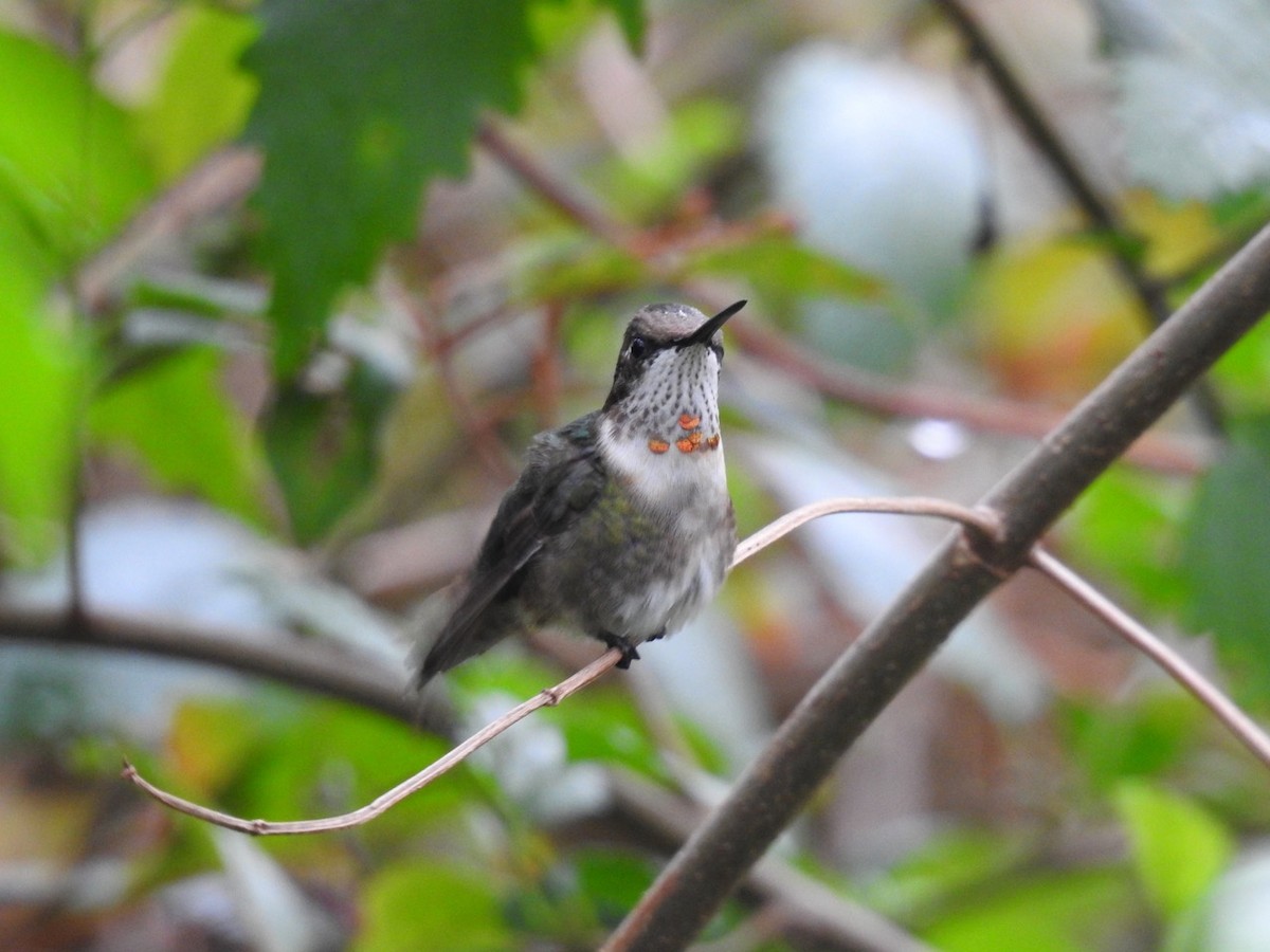 Ruby-throated Hummingbird - ML613442736