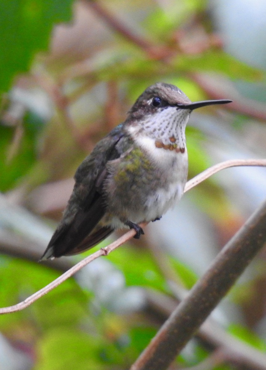 Colibrí Gorjirrubí - ML613442737