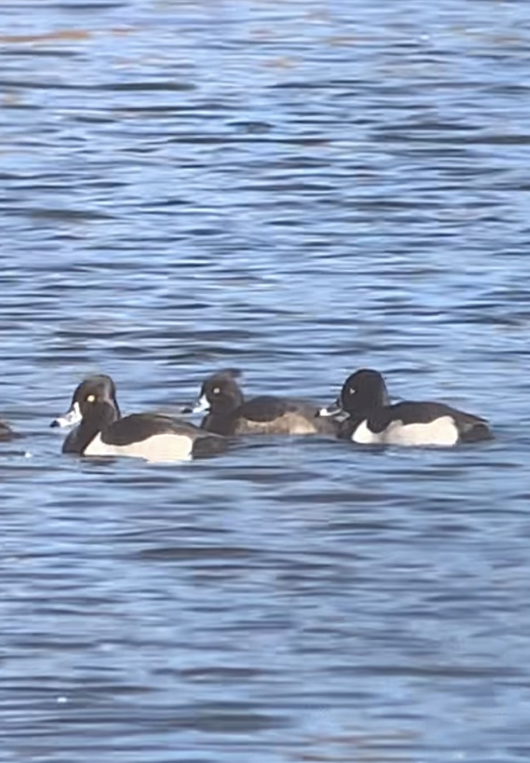 Tufted Duck - ML613442742