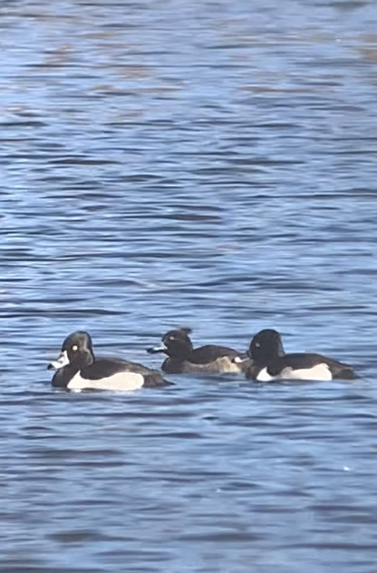 Tufted Duck - ML613442746