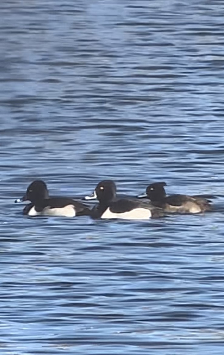 Tufted Duck - ML613442752