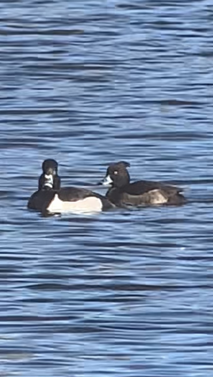 Tufted Duck - ML613442774