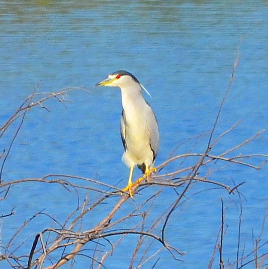 Black-crowned Night Heron - ML613442781