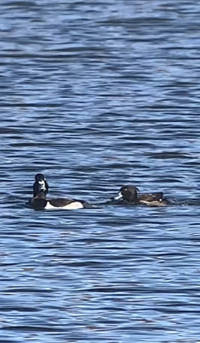 Tufted Duck - ML613442792