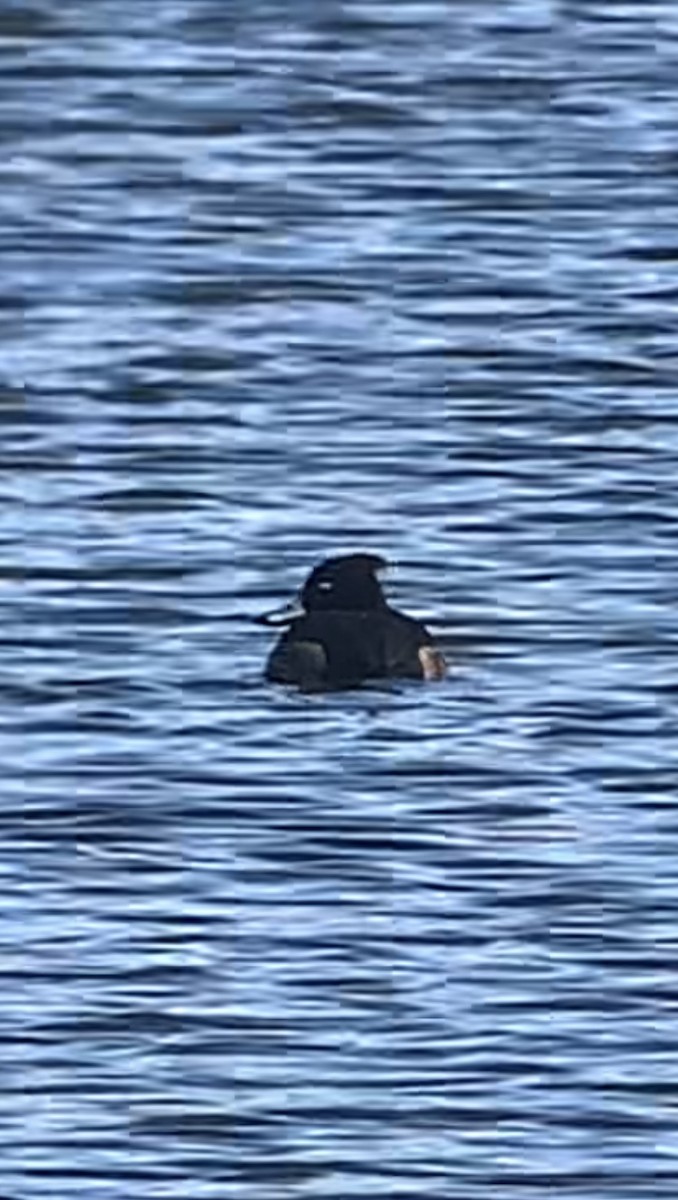 Tufted Duck - ML613442804