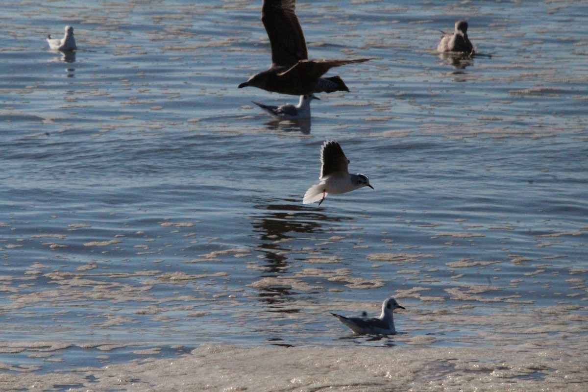 Little Gull - ML613442805