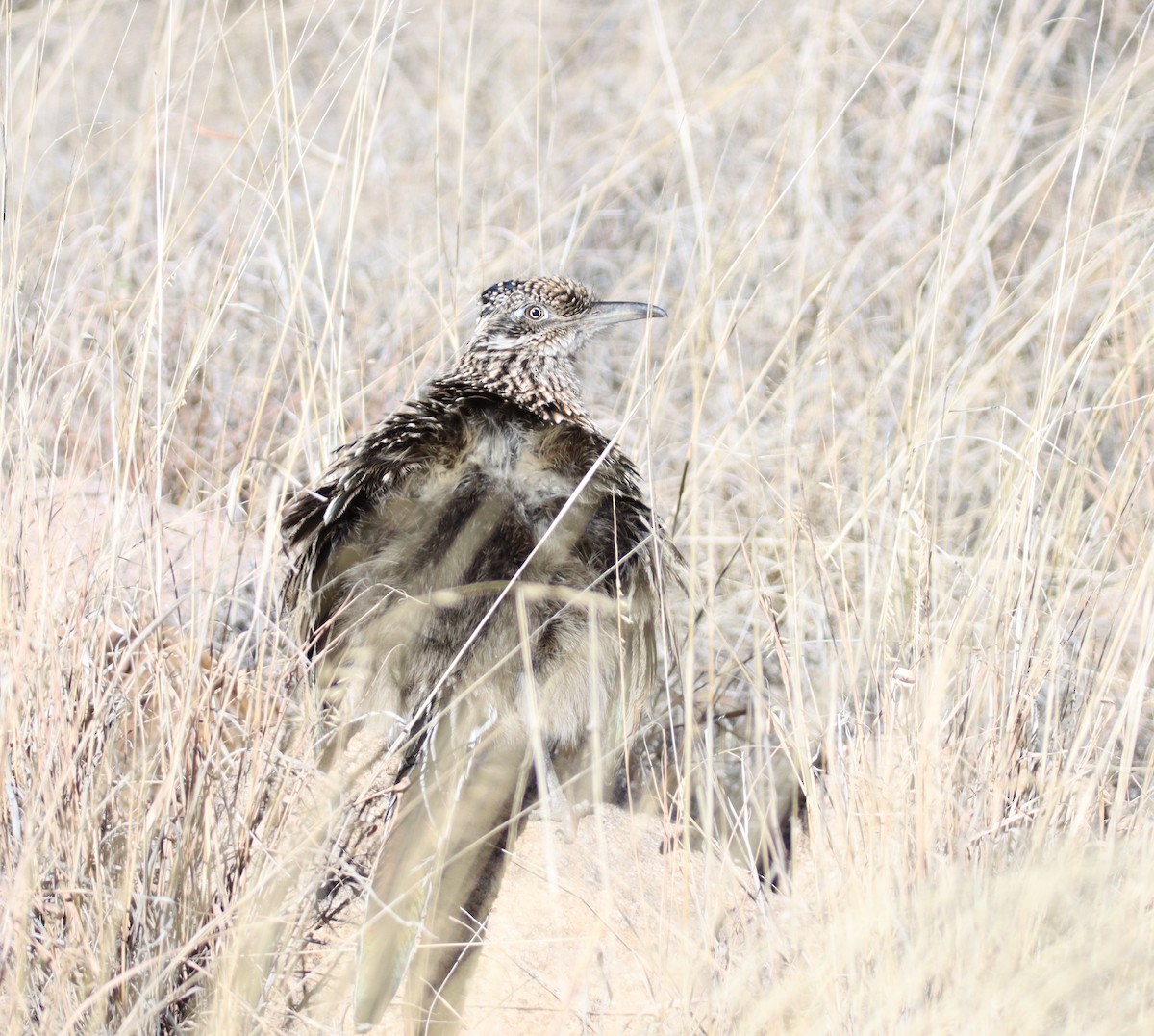 Greater Roadrunner - ML613442834