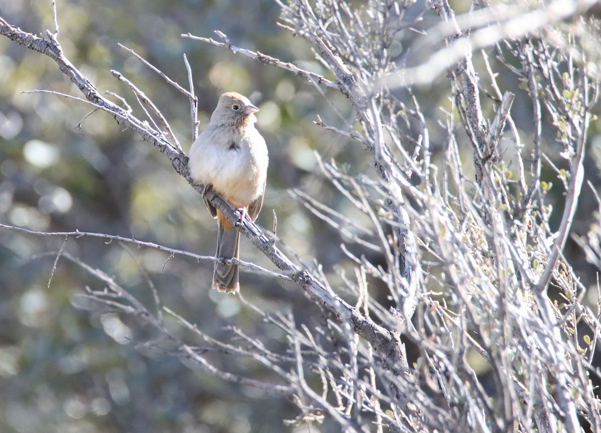 Canyon Towhee - ML613442839