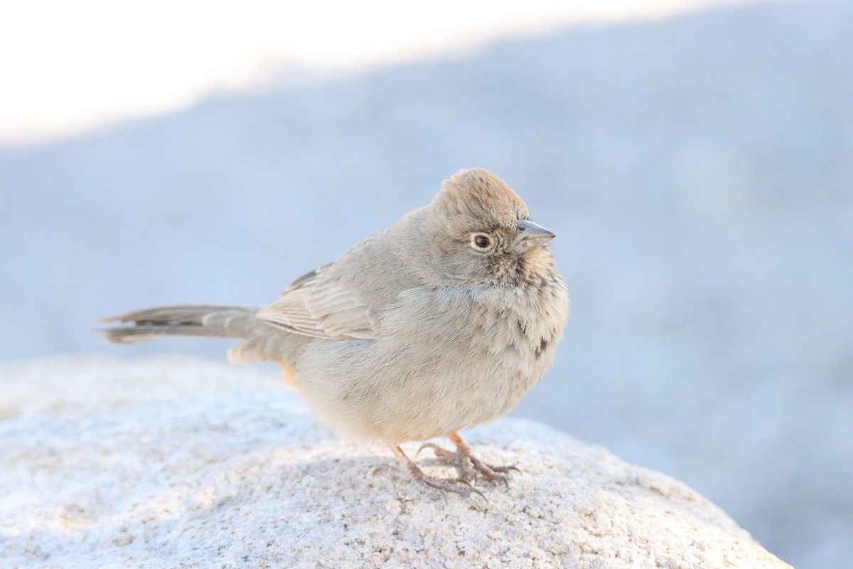 Canyon Towhee - ML613442840