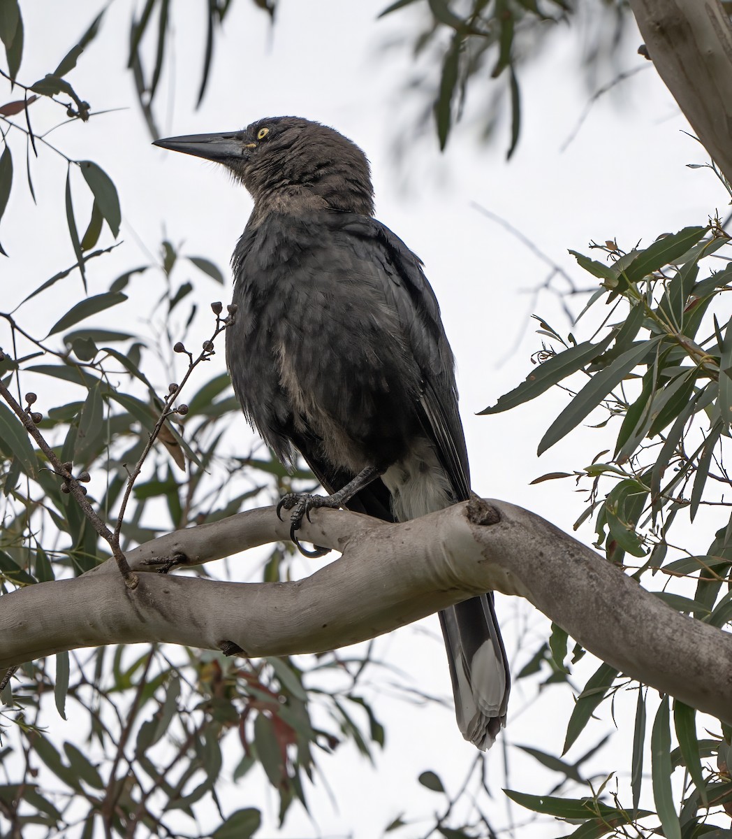 Black Currawong - ML613442862