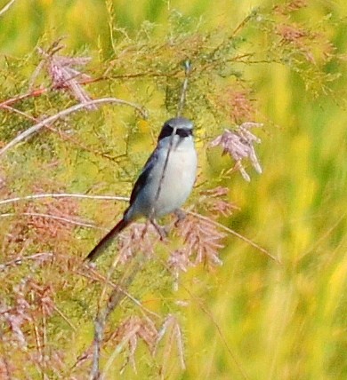 Loggerhead Shrike - ML613442928