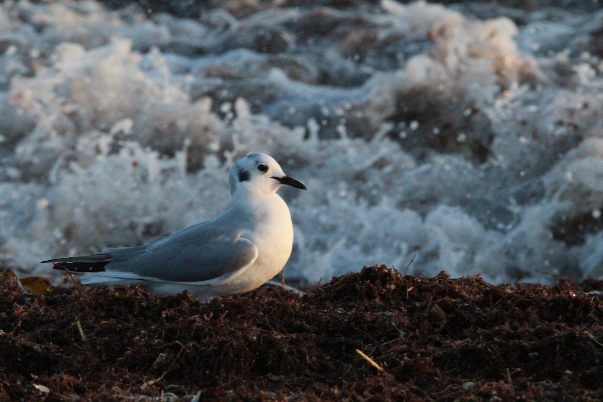 Bonaparte's Gull - ML613443001