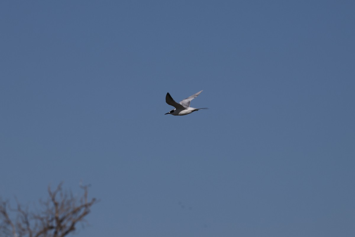 Forster's Tern - ML613443038