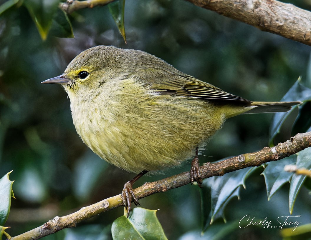 Orange-crowned Warbler - ML613443138