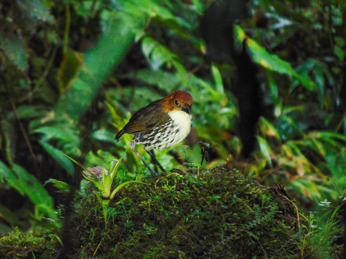 クリガシラジアリドリ - ML613443191