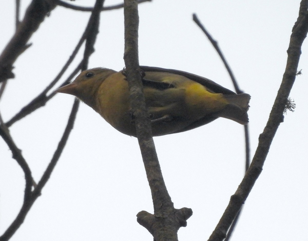 Western Tanager - Rudyard Wallen