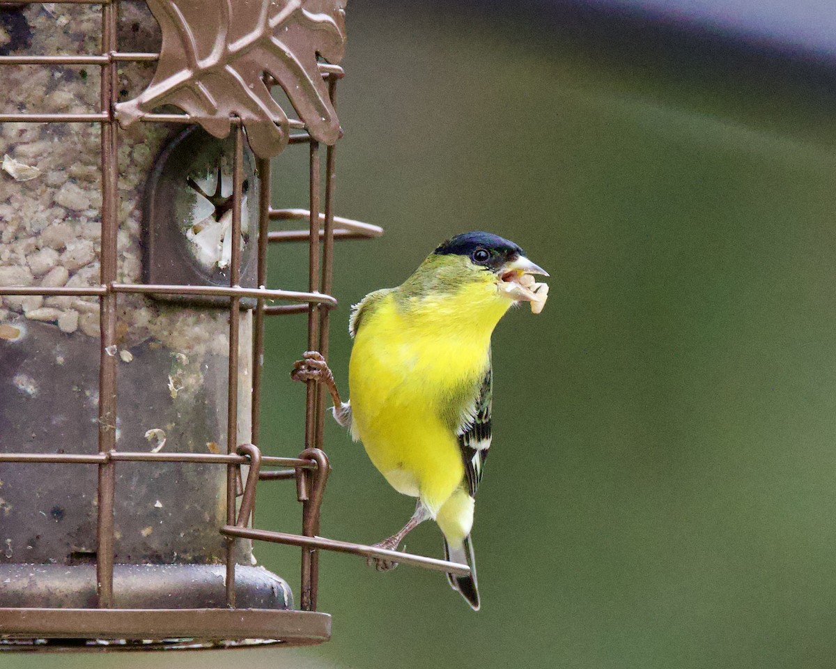 Lesser Goldfinch - ML613443200