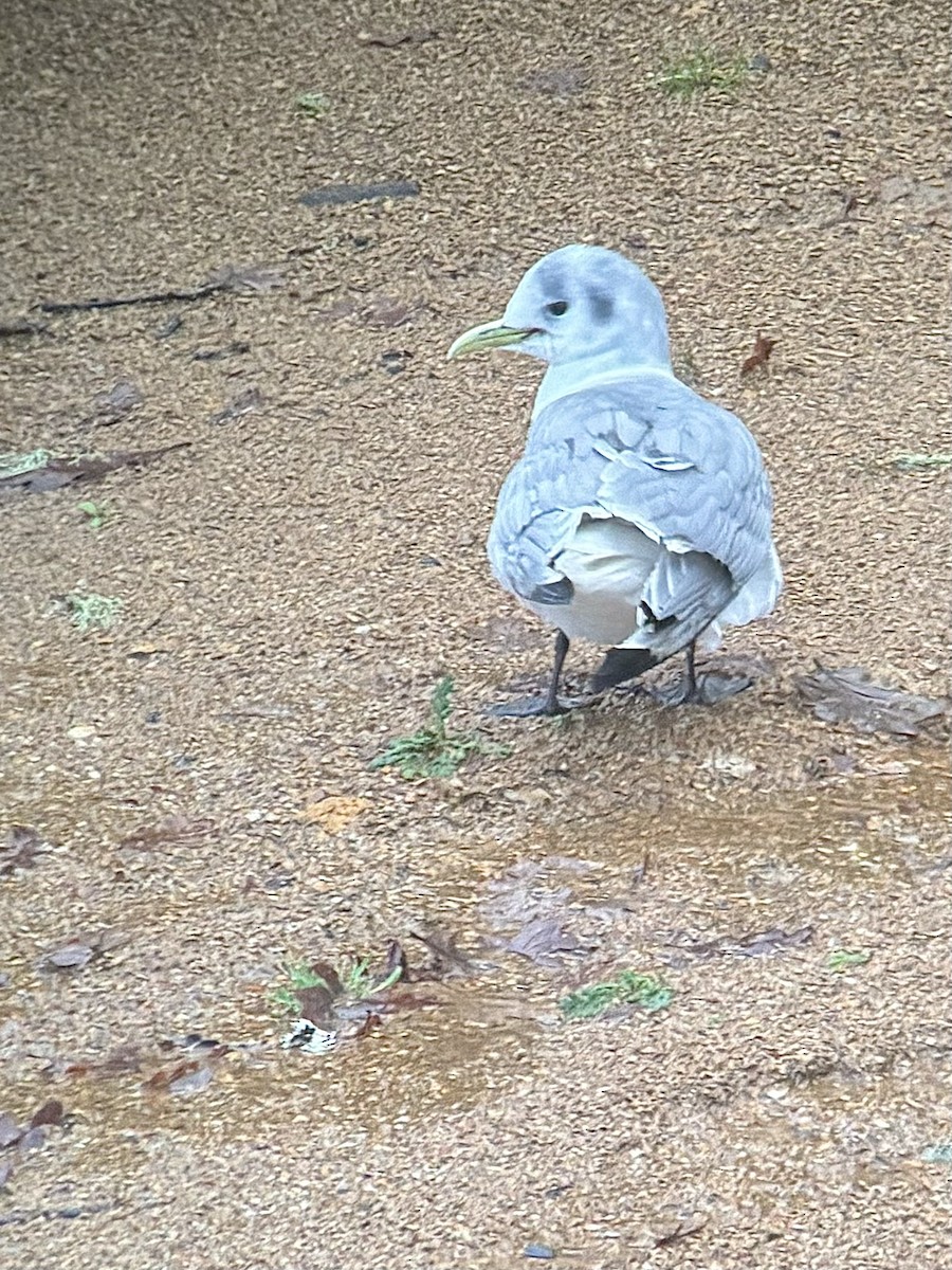 Gaviota Tridáctila - ML613443212