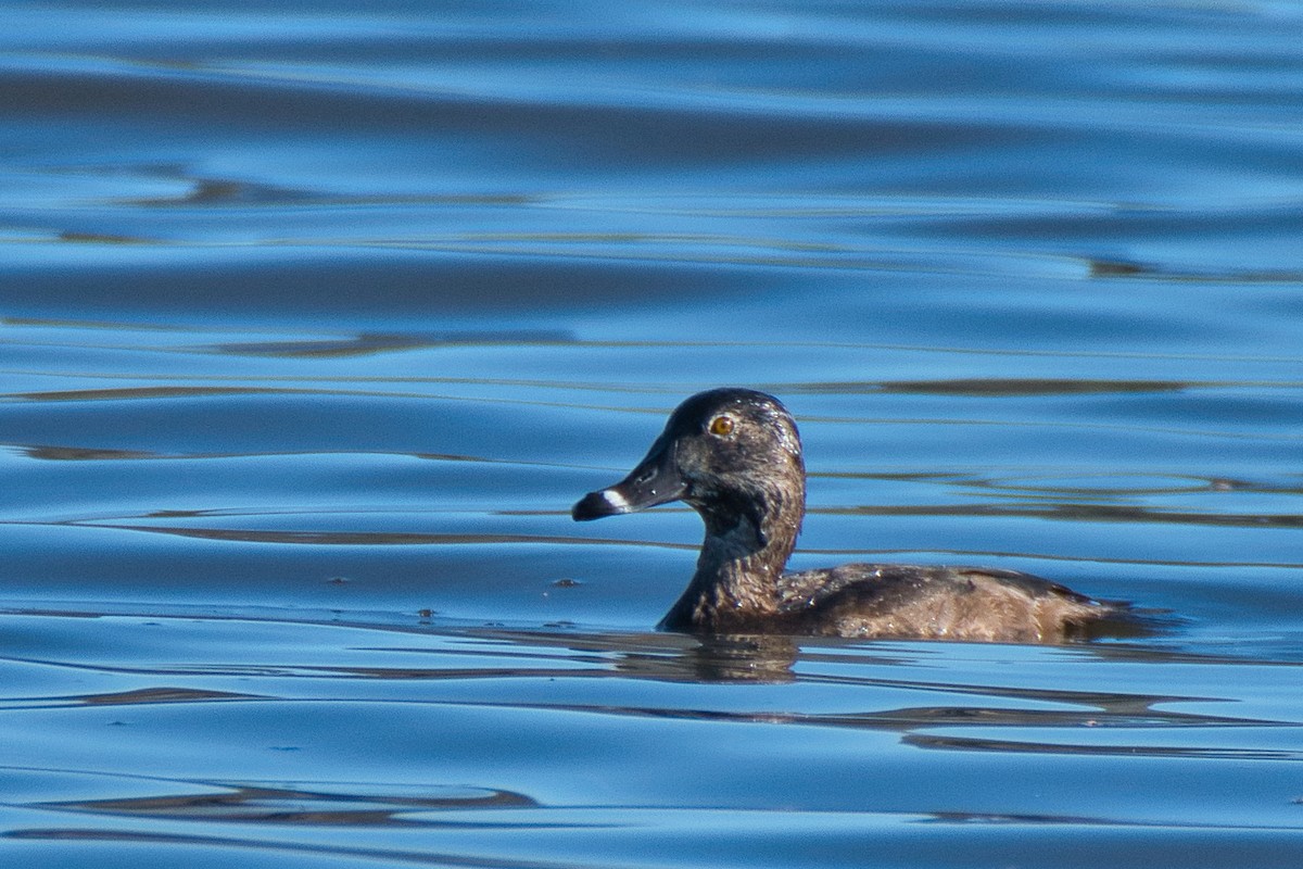 Ring-necked Duck - ML613443219
