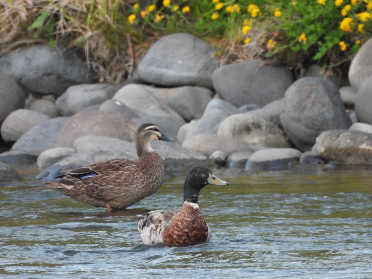 Mallard x Pacific Black Duck (hybrid) - ML613443229