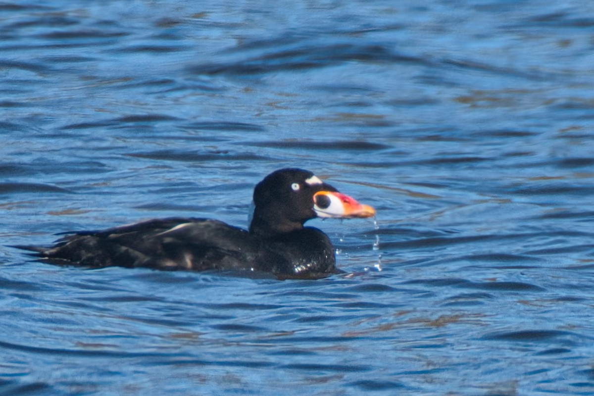 Surf Scoter - ML613443251