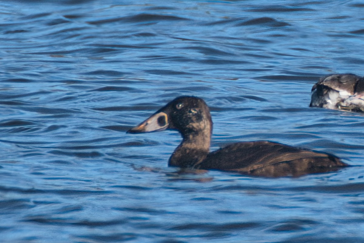 Surf Scoter - ML613443259