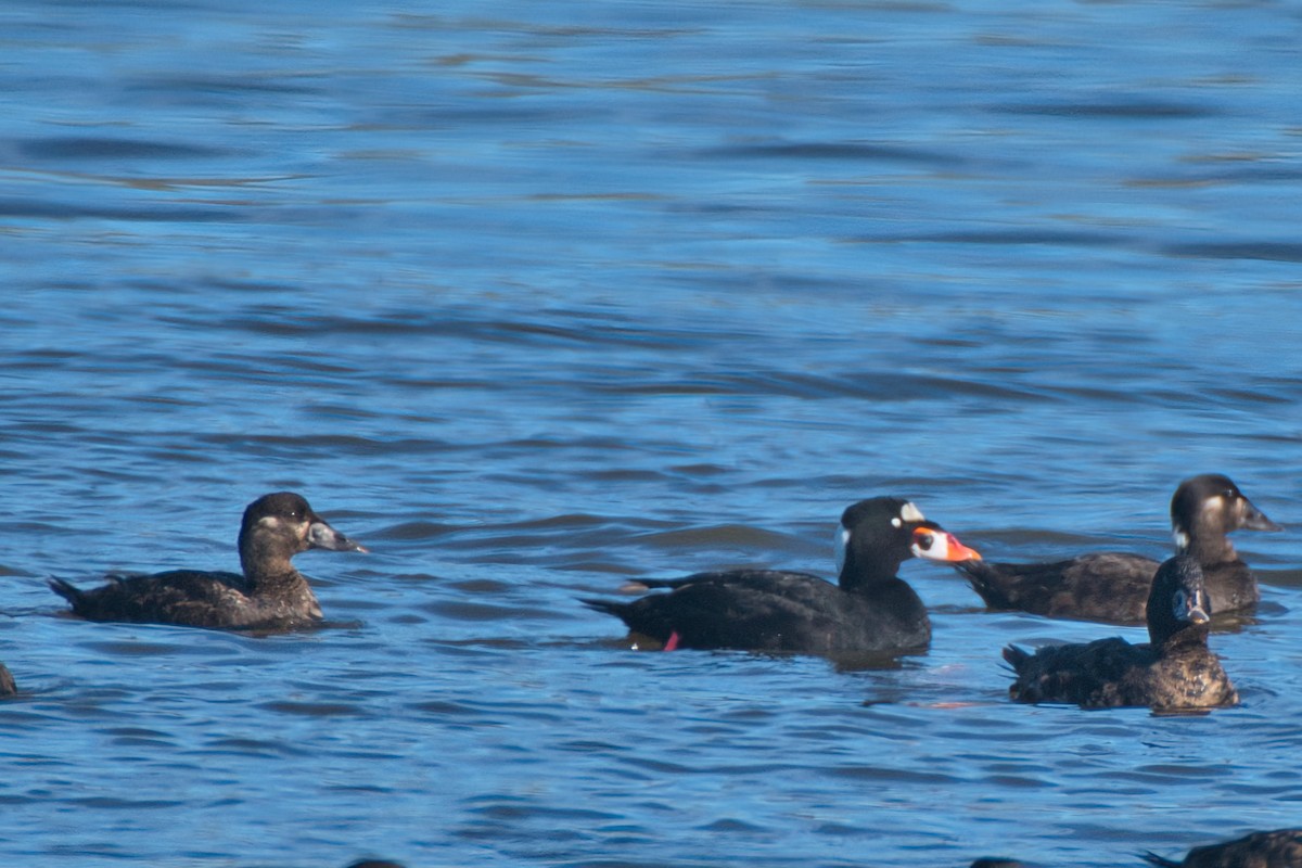 Surf Scoter - ML613443261