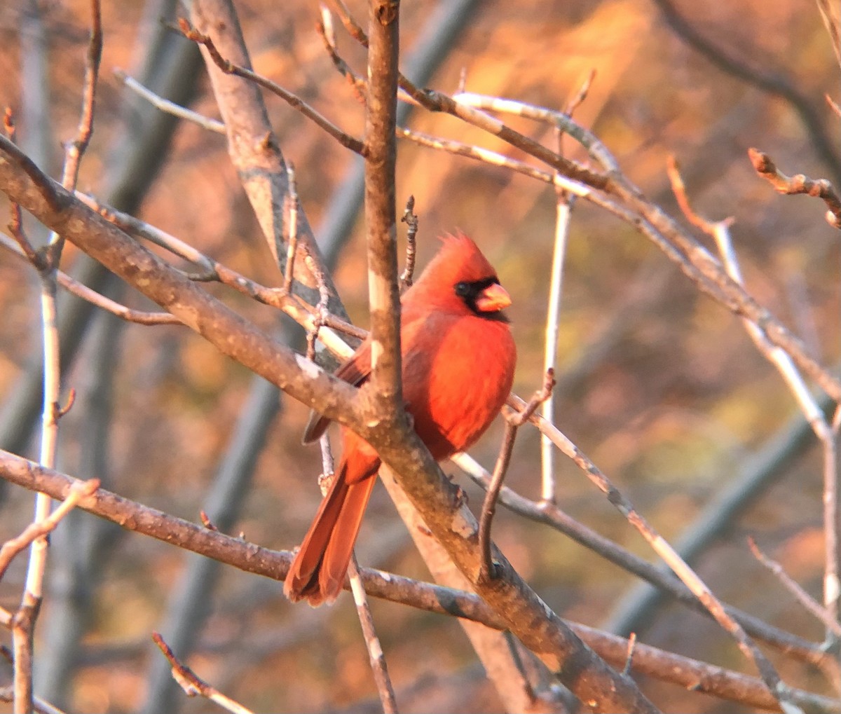 Кардинал червоний [група cardinalis] - ML613443280