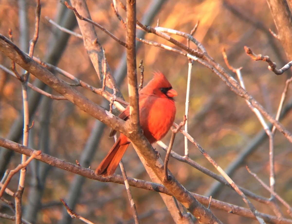 Cardinal rouge (groupe cardinalis) - ML613443281